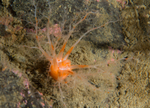 Psolus phantapus