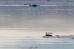 Seal on drift ice