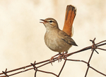 Rufous Scrub Robin
