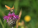 Small Skipper feeding on Knapweed, Seven Barrows Reserve