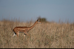 Gerenuk (f)
