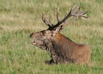 Red Deer