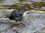 Dipper (juvenile) standing on a rock in the rain at Lynmouth