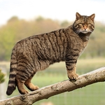 Scottish Wildcat