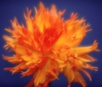 Dahlia Tioga Spice