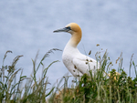 Gannet