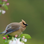 Cedar Waxwing