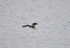 Black-throated Diver