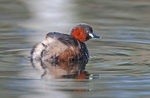 Little Grebe