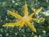 7 Leg Starfish