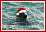 XM020 - Festive Seal at Breakwater Beach Brixham