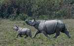 Rhino