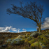 Lonesome Tree