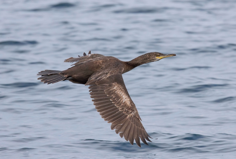 European Shag - Isle of Skye - Scotland