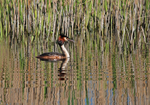 Great Crested Grebe