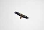 Egyptian Vulture
