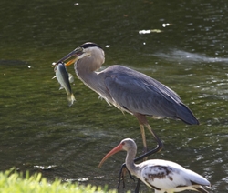 Great Blue Heron _0006