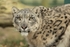 Mizi - Snow Leopard