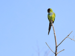 Black-hooded Parakeet portfolio