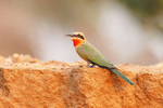 White-fronted Bee-eater
