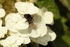 A Bee on a Hydrangea.