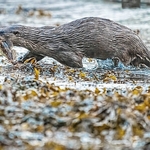 DO-07-Oban Bay, Argyll