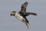 Puffen Flying 3