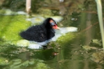 Moorhen chick