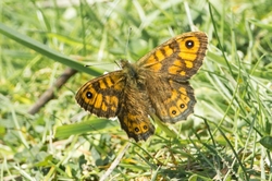 Wall brown