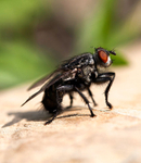 House Fly 0984522