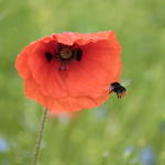 21st May Bee  Poppy