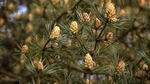 Spring 4 Pine Cones _0643