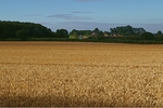 Corn Field with Farm House (Leicestershire)