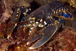 Homarus gammarus