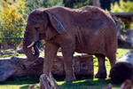 Elephant portfolio