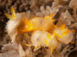 Crimora papillata group