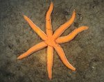 Luidia ciliaris