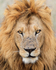 Lion portrait, Masai Mara