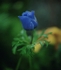 ANENOME