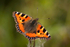 Small Tortoiseshell Butterfly