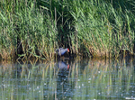 July to August 2016 - (Western) Purple Swamphen