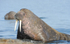 Big male walrus coming out of the sea