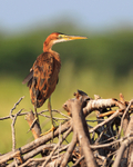 Purple Heron portfolio