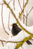 Blackbird Turdus merula-138063