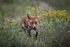 Wildlife 140825_RLP152293tcA