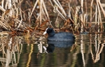 Coot