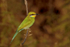 Swallowtail Bee-eater