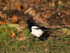 Magpie