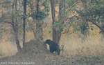 A Sloth  Bear and a termitary.