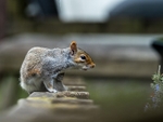 Grey Squirrel